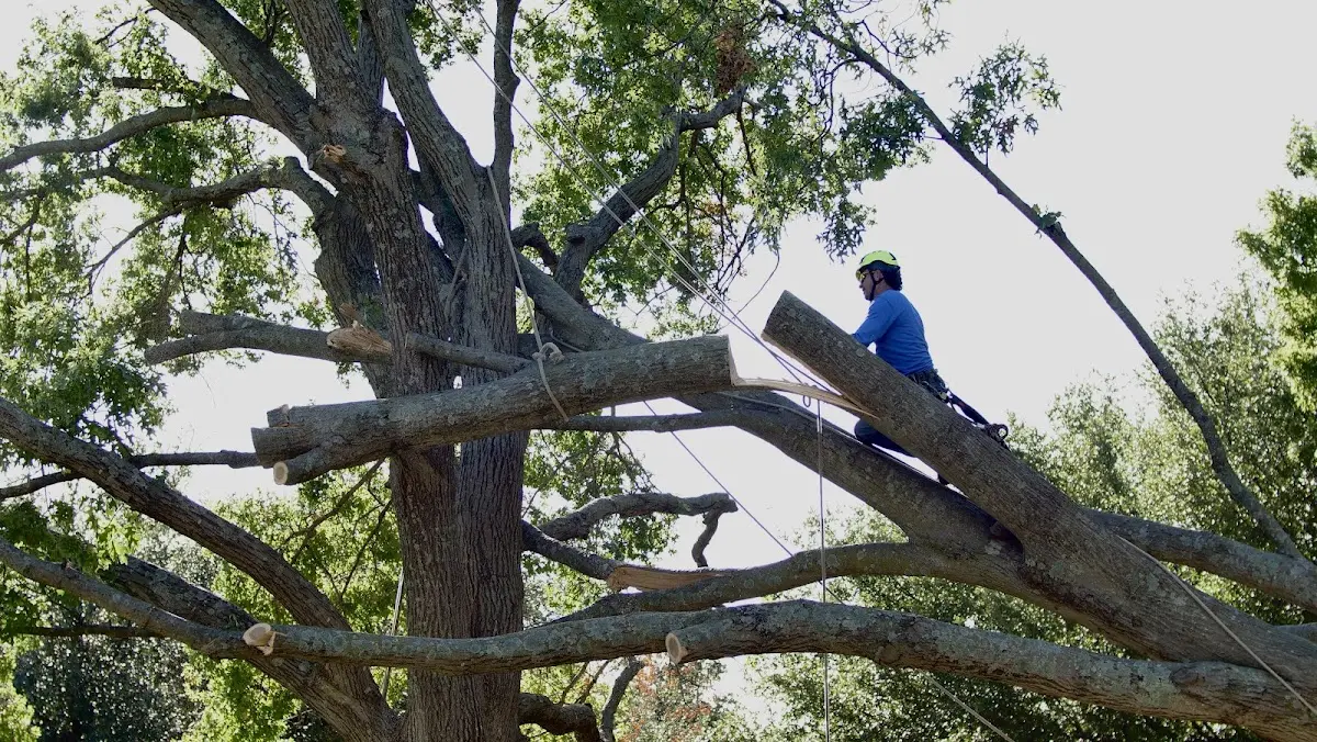 Professional Hazardous Tree Removal performed by certified arborists in Rockham
